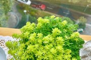黄金草——阳光美好的伴侣（喜阳光、适温暖，带给你生机勃勃的春天）