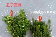 如何养殖漂亮的雀舌黄杨盆景（小心谨慎，让你的盆景更加生机勃勃）