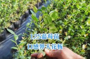 如何选择蓝莓种植的最佳月份？