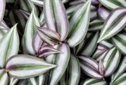 探秘耐寒植物世界（寒冷环境下的生命奇迹）
