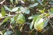 无患子，神奇的被子植物（揭秘无患子的奥秘与功效）