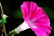 牵牛花秋天开花吗？—一场意外的惊喜