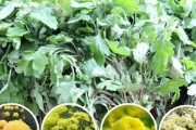 杭白菊的种植与养护（了解杭白菊的生长习性及栽培技巧，打造花海盛宴）