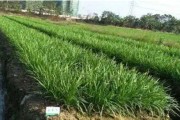 韭菜最佳肥料选择（探寻韭菜成长的最佳助推剂）