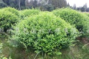 认识大叶黄杨——一种古老而珍贵的植物（探秘大叶黄杨的历史、特点和用途）