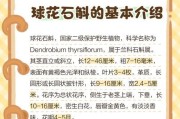 如何科学养护球花石斛（了解球花石斛养护技巧，让你的花朵长久美丽）