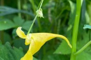 凤仙花的四季养护指南（春夏秋冬如何浇水？）