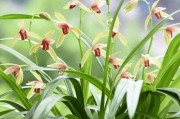 兰花开放的季节（揭秘兰花的开花规律与养护方法）