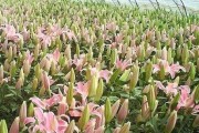 百合的生长环境条件及特点（了解百合的适宜生长环境，让您得心应手种植）