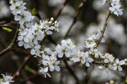 青梅开花时间及特点——春季中早开放的果树
