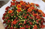 如何正确修剪荷兰菊？（荷兰菊修剪技巧及注意事项）