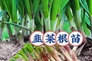 韭菜全年生长，满足您的味蕾需求（探究韭菜生长周期与菜品制作）