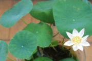 碗莲的养殖方法（从选种到成长，全面解析碗莲的养殖技巧）