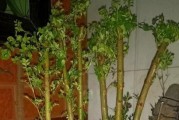蚕豆：喜阴还是喜阳？——探究蚕豆适宜生长的光照条件