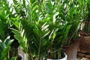属虎养什么植物旺财（打造幸运生活，让植物为你助力）