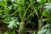 胡萝卜的种植时间选择（掌握种植胡萝卜的最佳时间）