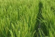探讨水稻生长环境及生长地方条件（解析水稻生长的必要条件，帮助农民提高水稻产量）