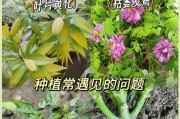 以硫酸亚铁促进茶花生长的方法与技巧（掌握正确使用硫酸亚铁的关键，打造繁茂的茶花盛景）