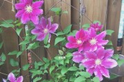 铁线莲的花期及观赏指南（什么时候开花？花期多长？如何欣赏？）