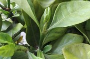 新长叶子卷曲的原因及处理方法（植物生长过程中常见的叶子卷曲症状及其解决方案）