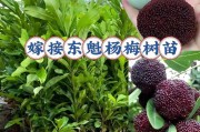 探究杨梅的科属及特性（杨梅属于什么类植物，科属是什么，了解杨梅的习性与营养成分）
