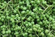 花椒种植与生长的条件和环境（了解种植花椒的关键因素，打造理想的生长环境）