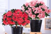 如何正确施肥给杜鹃？（杜鹃花肥料选择与正确施用方法）