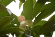 白兰木——一种珍贵木材（了解白兰木的来源、特点和用途）