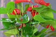 如何解决以水培红掌生长过高的问题（控制水培红掌生长的关键技巧及注意事项）