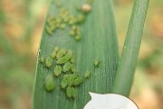 葫芦病虫害防治技术与方法措施（从栽培到收获，葫芦病虫害防治你需要知道的15件事）