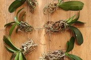 蝴蝶兰花谢后的修剪与护理（延长蝴蝶兰寿命的关键技巧）