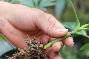 鸭掌木换盆时机与技巧（掌握鸭掌木换盆秘籍，让植物长势更健康）