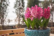 风信子花语（探寻风信子所代表的含义）