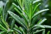 迷迭香在家种植的方法（了解迷迭香生长习性，轻松种植属于自己的草地）