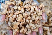 揭秘腰果的成长之路（腰果是如何生长的？它们在哪里成熟？你不可不知道的腰果知识）