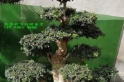 如何应对节白蜡盆景冬天落叶（节白蜡养护技巧及解析，为您的盆景加固过冬）