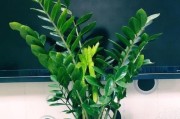 家里养什么植物旺财？（属猪人士必知的15种植物，让财气滚滚来！）