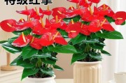 水培红掌花养护指南（室内水培方法，让你的红掌花常青如新）