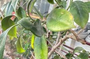 非洲茉莉的养殖与管理（打造美丽花园的关键——非洲茉莉的养殖技巧）