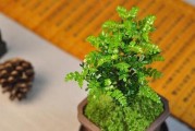 清香木的繁殖技术（掌握清香木繁殖技巧，种出纯正的清香木）