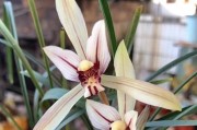 春兰兰花的养殖方法与注意事项（打造优雅花坛的必备技巧）