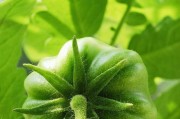 探究西红柿的植物类型（了解西红柿的分类、形态和特性）