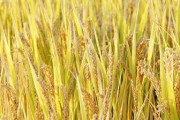 水稻的分类与特点（水稻是裸子植物吗？分类与特点详解）