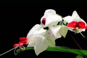 如何防止以龙吐珠花掉？（珍贵花朵保护的有效方法）