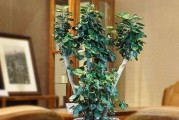 福禄桐的养殖方法与注意事项（从选址到施肥，全面了解福禄桐的养殖）