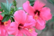 扶桑花怎么缓苗（打造繁盛的扶桑花园——如何正确地缓苗扶桑花）