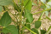 黄豆竟然也能开花？（了解黄豆的花朵长相及颜色，探究其生长过程）