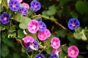 如何种植牵牛花种子（学会种植方法，让牵牛花开满你的院子）