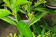 夜来香开花有毒，是否适合室内养护？（探究夜来香的毒性与养护技巧，让您的室内更加安全与美好）