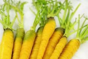 了解萝卜的品种，挑选适合自己口感的营养蔬菜（了解萝卜的品种，挑选适合自己口感的营养蔬菜）